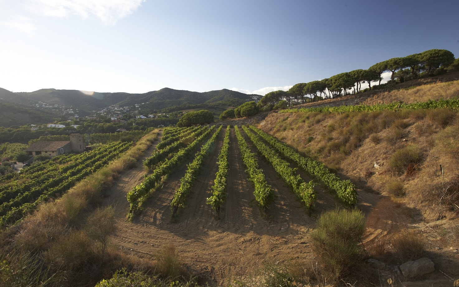 Visita entre viñedos